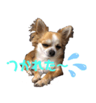 チワワ 日常2（個別スタンプ：34）