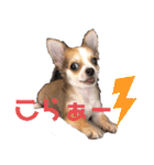 チワワ 日常2（個別スタンプ：36）