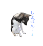 カイ＆ジョン（個別スタンプ：1）