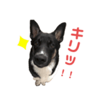 カイ＆ジョン（個別スタンプ：8）