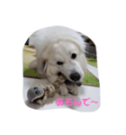 Los＆Celona（個別スタンプ：11）