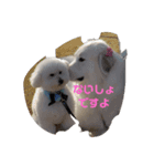Los＆Celona（個別スタンプ：15）