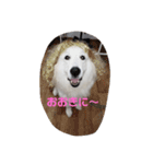 Los＆Celona（個別スタンプ：16）