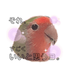 ココたん＆よもぎまる2（個別スタンプ：7）