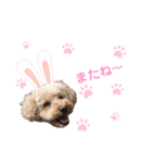 もこのかわいいスタンプ①（個別スタンプ：2）