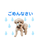 もこのかわいいスタンプ①（個別スタンプ：5）