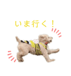 もこのかわいいスタンプ①（個別スタンプ：11）