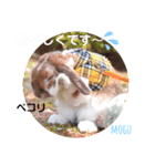 モグ＆むぎのつぶやき（個別スタンプ：4）
