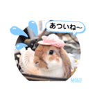 モグ＆むぎのつぶやき（個別スタンプ：8）