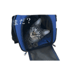 きーとしんば（個別スタンプ：2）