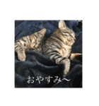 きーとしんば（個別スタンプ：7）