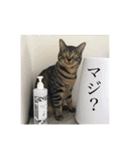 きーとしんば（個別スタンプ：12）