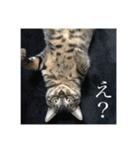 きーとしんば（個別スタンプ：14）