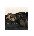 きーとしんば（個別スタンプ：17）