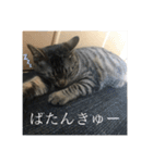 きーとしんば（個別スタンプ：19）