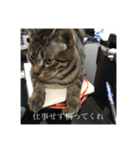 きーとしんば（個別スタンプ：21）