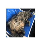 きーとしんば（個別スタンプ：22）