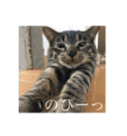 きーとしんば（個別スタンプ：25）