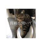 きーとしんば（個別スタンプ：30）