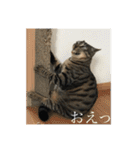 きーとしんば（個別スタンプ：31）