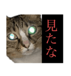 我が家にも猫。（個別スタンプ：1）