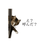 我が家にも猫。（個別スタンプ：2）