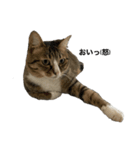 我が家にも猫。（個別スタンプ：3）