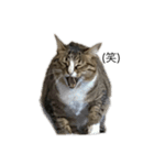 我が家にも猫。（個別スタンプ：4）