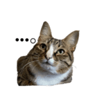 我が家にも猫。（個別スタンプ：5）