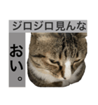 我が家にも猫。（個別スタンプ：6）