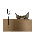 我が家にも猫。（個別スタンプ：8）