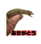 うちのペットのヤモリちゃん（個別スタンプ：2）