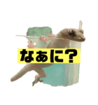 うちのペットのヤモリちゃん（個別スタンプ：5）