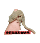 うちのペットのヤモリちゃん（個別スタンプ：6）