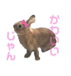 うさぎのモカちゃんスタンプpart4（個別スタンプ：1）