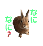 うさぎのモカちゃんスタンプpart4（個別スタンプ：7）