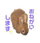 うさぎのモカちゃんスタンプpart4（個別スタンプ：8）