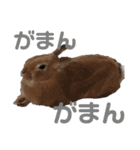 うさぎのモカちゃんスタンプpart4（個別スタンプ：11）