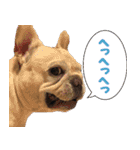 ゆかいなフレンチブルドッグ（個別スタンプ：3）