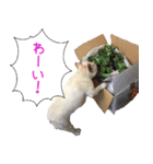 ゆかいなフレンチブルドッグ（個別スタンプ：4）