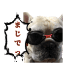 ゆかいなフレンチブルドッグ（個別スタンプ：5）