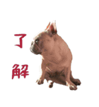 ゆかいなフレンチブルドッグ（個別スタンプ：7）