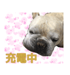 ゆかいなフレンチブルドッグ（個別スタンプ：14）