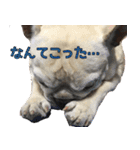 ゆかいなフレンチブルドッグ（個別スタンプ：15）