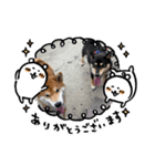 ごんむぎ（柴犬）（個別スタンプ：1）