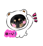 ごんむぎ（柴犬）（個別スタンプ：2）