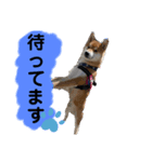 ごんむぎ（柴犬）（個別スタンプ：6）