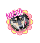 ごんむぎ（柴犬）（個別スタンプ：8）