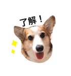 コーギーのBelle♪（個別スタンプ：1）