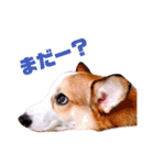 コーギーのBelle♪（個別スタンプ：3）
